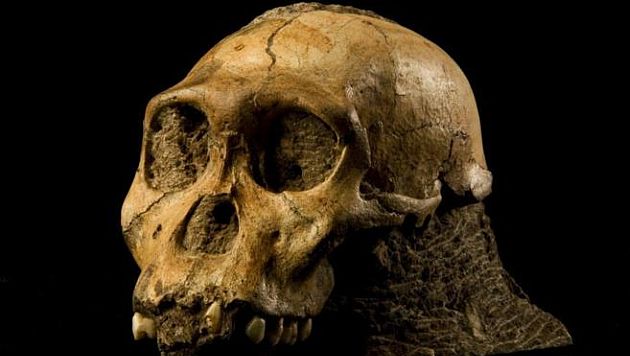 Cráneo fósil de un Australopithecus sediba. (Internet)