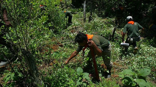 El Perú redujo zona de cultivo de coca durante el 2013. (USI)