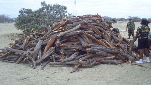 Denuncian tala de 15 algarrobos para comercializarlos como carbón vegetal en Tumbes. (Andina)