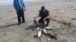 Arequipa: Hallan unas 1,832 aves guaneras muertas en litoral de la región