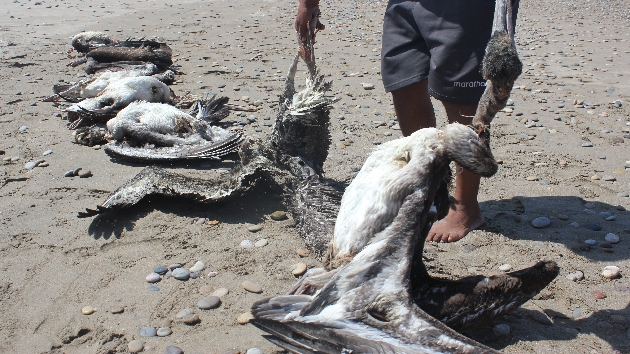 Actualmente se registra una muerte masiva de aves en diversos puntos del país por falta de alimentos. (Fabiola Valle)