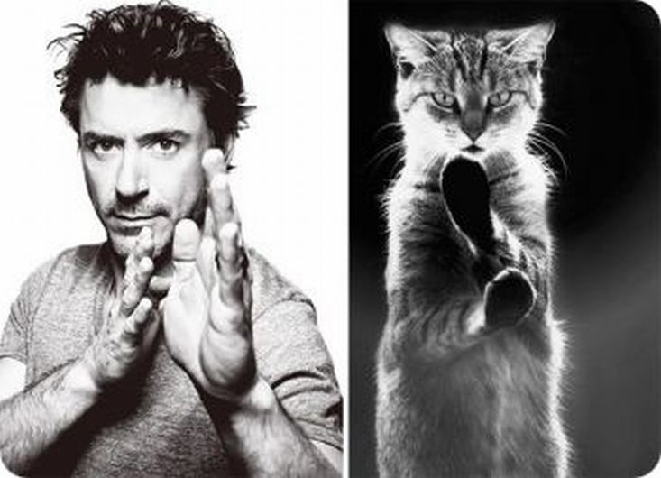 Robert Downey Jr. y su similar en gato. (gatosdomesticos.com)