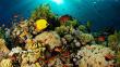 Arrecifes de coral del Caribe podrían desaparecer en 20 años
