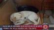 Villa María del Triunfo: Sujeto mató a perro “por venganza”