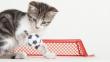 Copa del Mundo 2014: 25 gatos con complejo de futbolistas [Fotos]