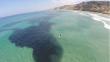 EEUU: Marea de anchovetas tiñe de negro la costa de San Diego  