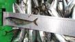 Piura: Incautan tres toneladas de caballa juvenil en Sullana