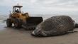 Chiclayo: Hallan a una ballena jorobada varada en playa de Pimentel