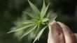 Uruguay: Seis de cada diez personas se oponen a legalización de la marihuana