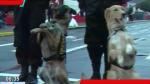 Canes cerrarán el desfile. (América TV)
