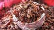 Aspire, el programa que propone comer gorgojos rojos para combatir el hambre
