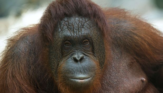 Orangután arrancó dedo a una mujer en zoológico de México. (AFP)