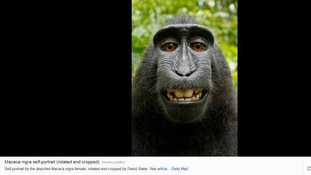 Macaco negro crestado se tomó ‘selfie’ en Indonesia.  (Captura de pantalla de Wikipedia)