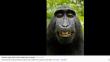 Wikipedia se niega a borrar ‘selfie’ de un primate porque este es su autor