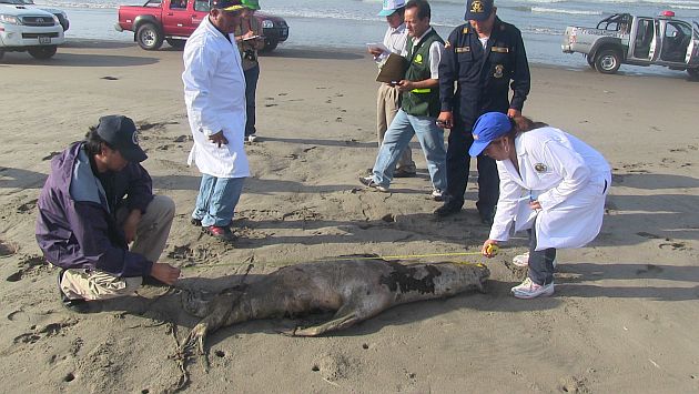 Hallan lobos marinos y pelícanos muertos en la bahía de Chimbote. (USI/Referencial)