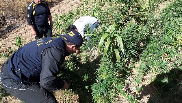 Destruidas. Las plantaciones de marihuana fueron incineradas en la sierra de Lima. (Policía Nacional del Perú)