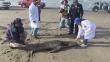 Áncash: Hallan lobos marinos y pelícanos muertos en la bahía de Chimbote