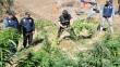 Policía incautó 3,000 plantas de marihuana en la sierra de Lima