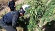Colombianos detrás de las 3,000 plantas de marihuana incautadas en Lima