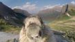 Marmota hace ‘photobomb’ en video de Greenpeace sobre el cambio climático