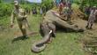África: Los elefantes podrían desaparecer en un siglo, según informe