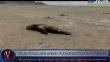 Áncash: Hallan lobos marinos y tortugas decapitadas en playa Atahualpa