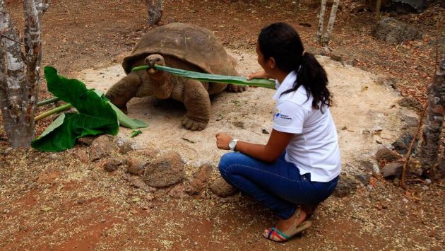 Murió tortuga gigante Pepe, el misionero, símbolo de las Islas Galápagos de Ecuador. (Perú21)