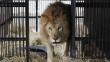 Estos leones fueron rescatados de circos peruanos [Fotos]