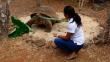 Ecuador: Murió tortuga gigante ‘Pepe, el misionero’ de las Islas Galápagos