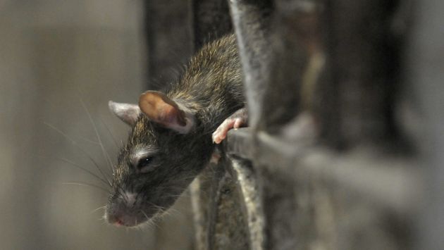 La temporada de caza de estos roedores alcanza su punto máximo entre junio y julio. (Reuters)
