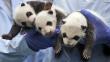 China: Pandas trillizos cumplieron su primer mes de vida