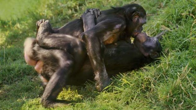Estudios revelan que el bonobo tiene sexo recreativo, no solo con fines reproductivos. (Corbis/elmundo.es)