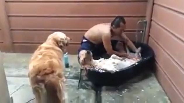 Perro disfruta de su baño en peculiar video. (YouTube)