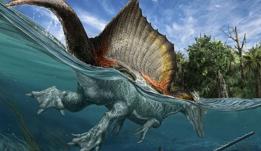 El dinosaurio ‘Spinosaurus aegyptiacus’ era mayor que el Tiranosaurio Rex y sabía nadar. (Revista Science-Davide Bonadonna/Nizar Ibrahim/Simone Maganuco)