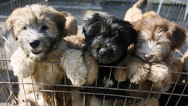 Vietnam se abastece de canes criados en granjas y de otros importados de contrabando. (Reuters)