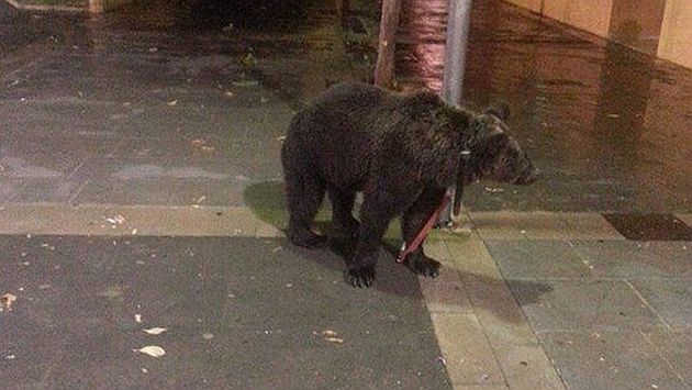 El oso estuvo atado mientras su dueño se divertía. (FAADA en Facebook)
