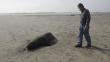 Chimbote: Hallan lobos marinos muertos en el malecón Grau