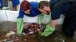 Nueva Zelanda: Practicaron autopsia a calamar colosal de tres corazones