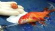 Australia: Operaron con éxito a pez dorado con un tumor cerebral