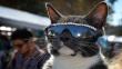 EEUU: Amantes de los gatos se reunieron en Festival de Cine Felino