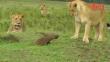 Kenia: Una mangosta se enfrentó a tres leones que iban a comérsela
