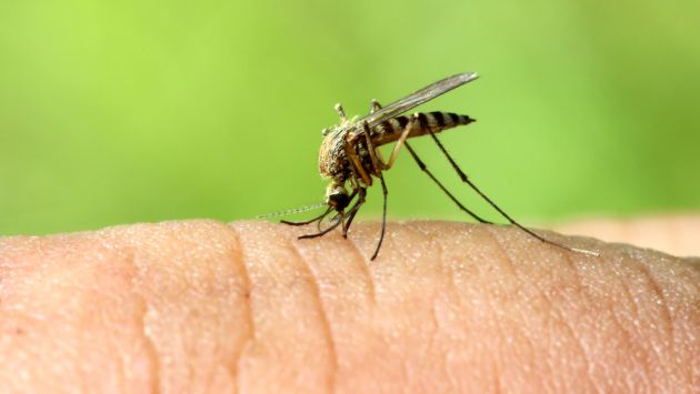 CUIDADO. Hay que protegerse de los mosquitos. (USI)