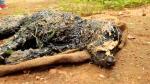 Así rescataron en la India a perro con el cuerpo cubierto en alquitrán. (YouTube)