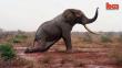Kenia: Elefante herido fue salvado de una muerte lenta y dolorosa