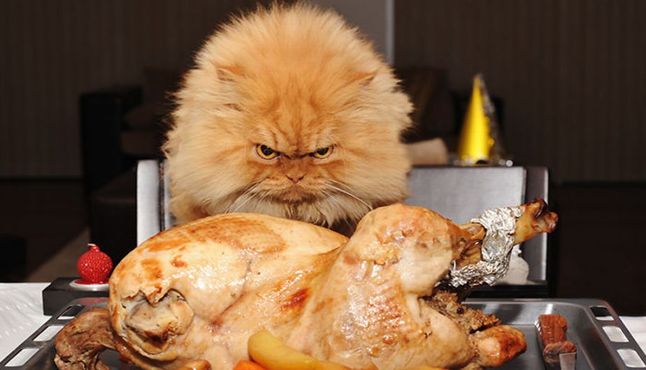 Garfi parece que devorará ese pollo con furia. (Boredpanda.com)