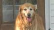 Estados Unidos: Perro salvó a familia de incendio en su casa [Video]