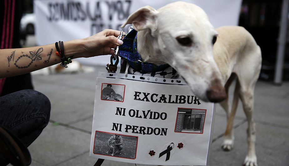 Un perro durante la concentración convocada por el Partido Animalista PACMA e Igualdad Animal, en la madrileña plaza de Callao. (Reuters)