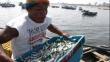 Anchoveta juvenil: Veda impide la pesca de 25 mil toneladas