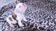 Viral: Cachorro de bulldog aprendiendo a aullar causa furor en Internet [Video]