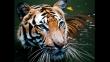 Tigre de Malasia: 6 datos sobre este animal en peligro de extinción